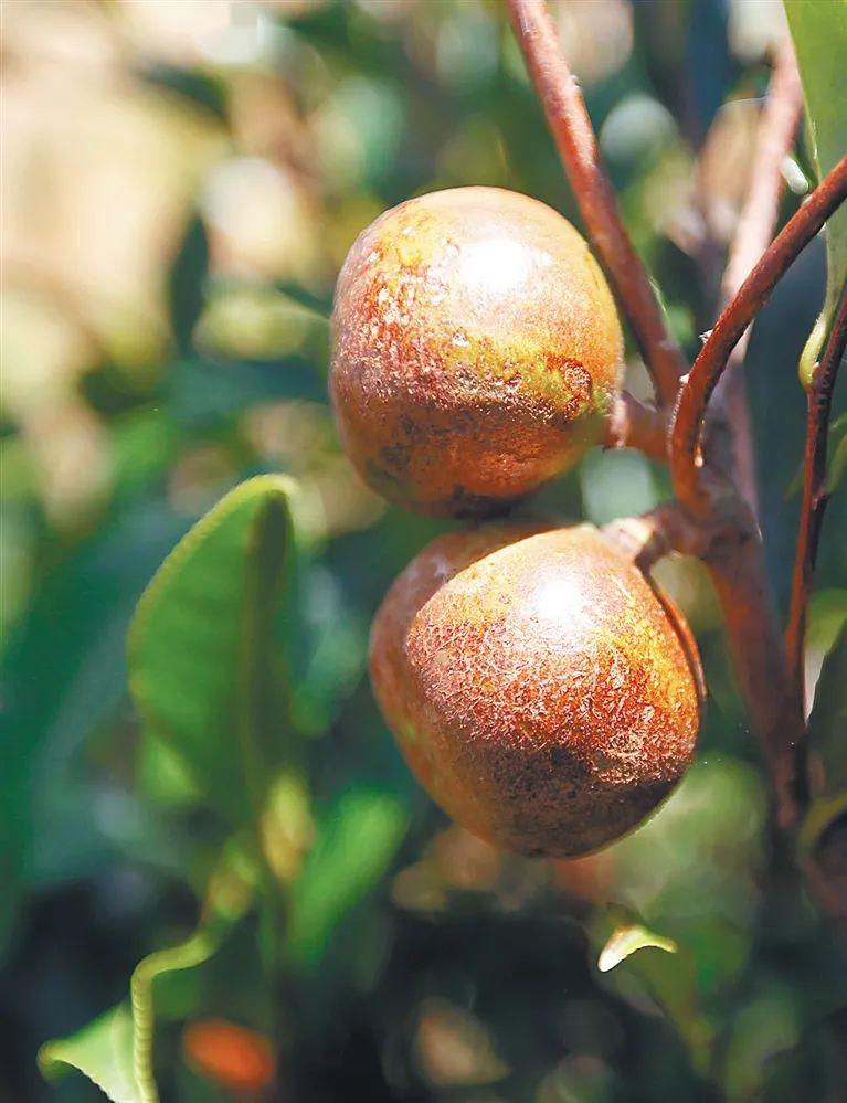 海南山柚油为啥这么神奇竟被誉为液体黄金