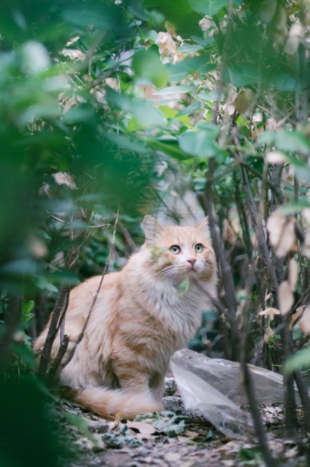 北大的猫我不想当网红我只想吃饱