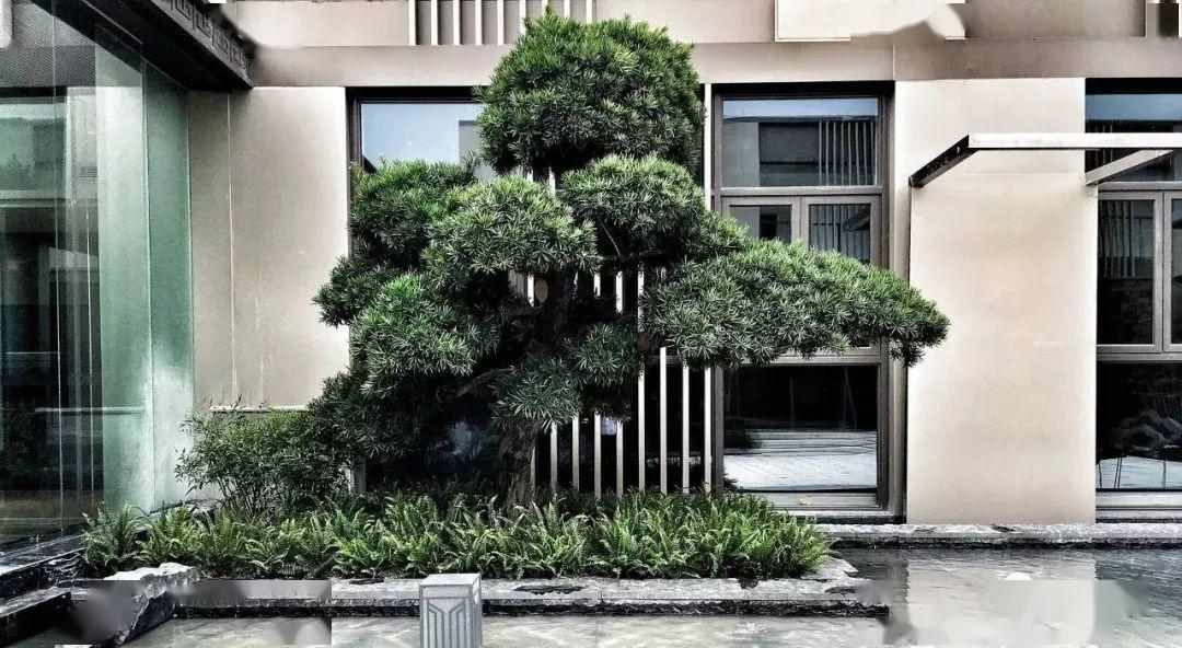 景观中的松石配