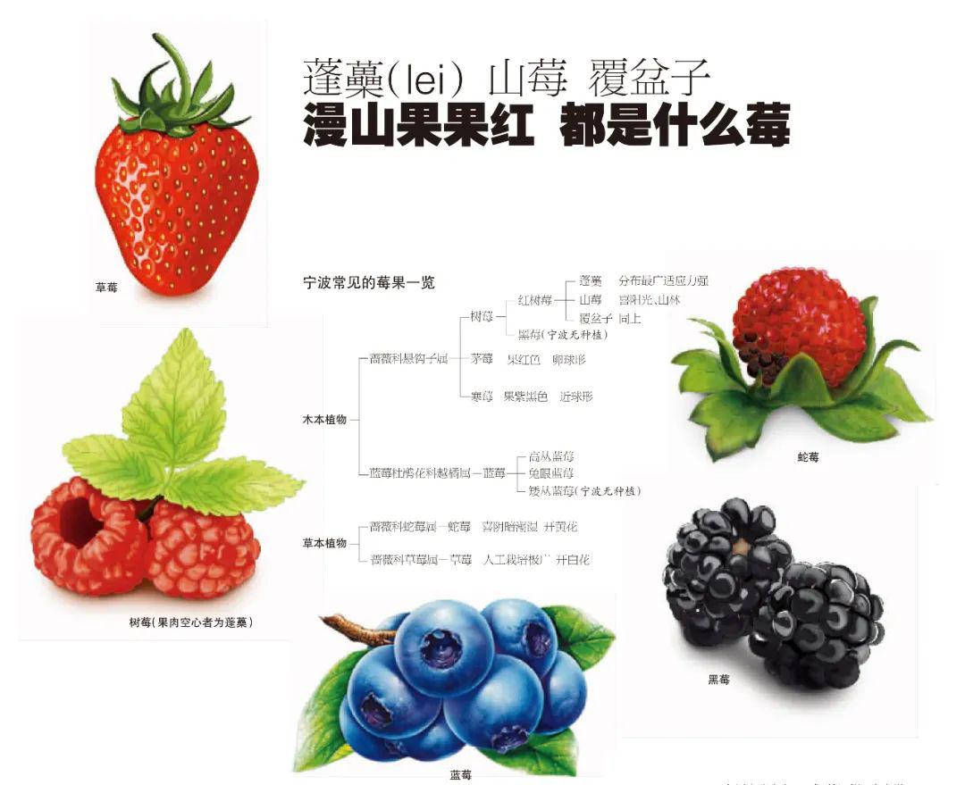 主要有三大类分别是蓬蘽,山莓和覆盆子浙江省农科院农艺师(退休)洪林