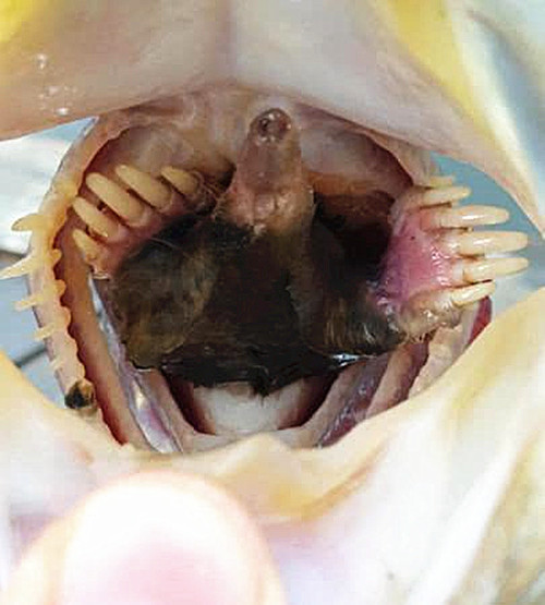 原创男子从河里钓上一条鲈鱼扒开嘴巴却发现还有赠品太客气了