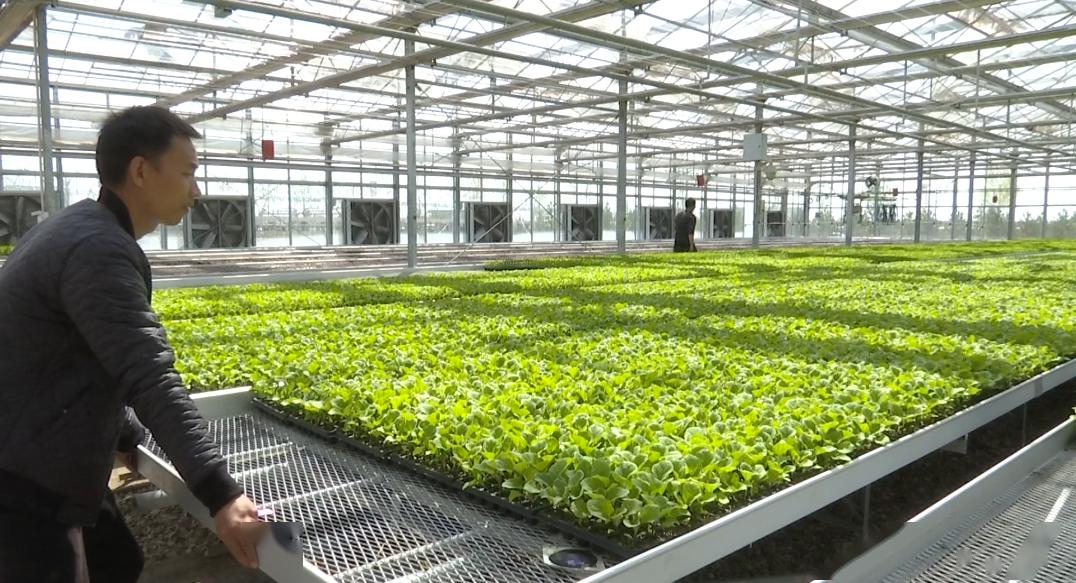 神木现代农业产业园带动农业高质量发展