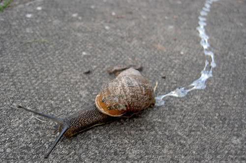 地球上最常见的软体动物,适应性极强,有相当重要的科学价值!_蜗牛