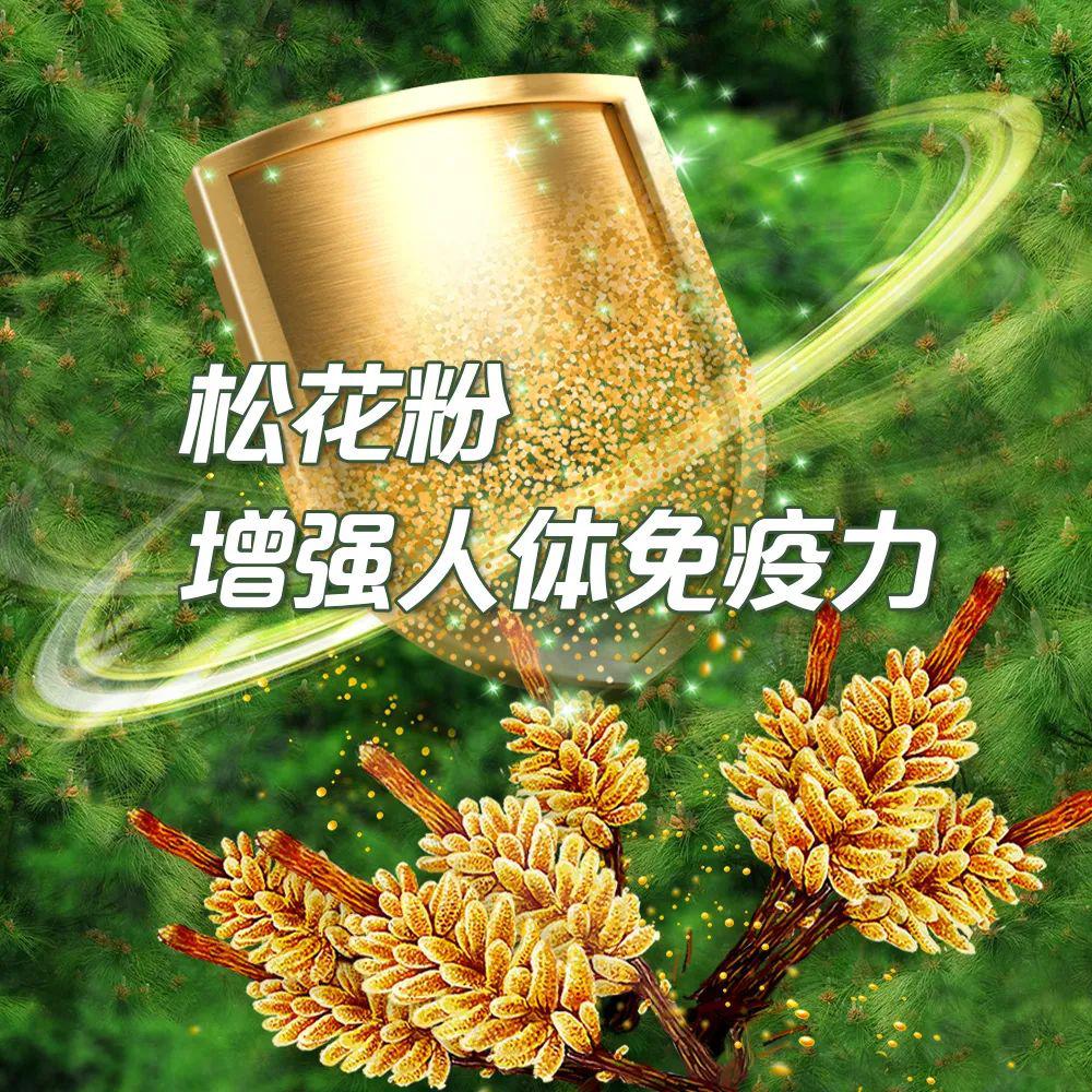 松花粉高营养高价值