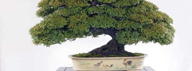 原创 这东西,人称"青龙木",树芯超黄金,却被砍了当柴烧,可惜了!