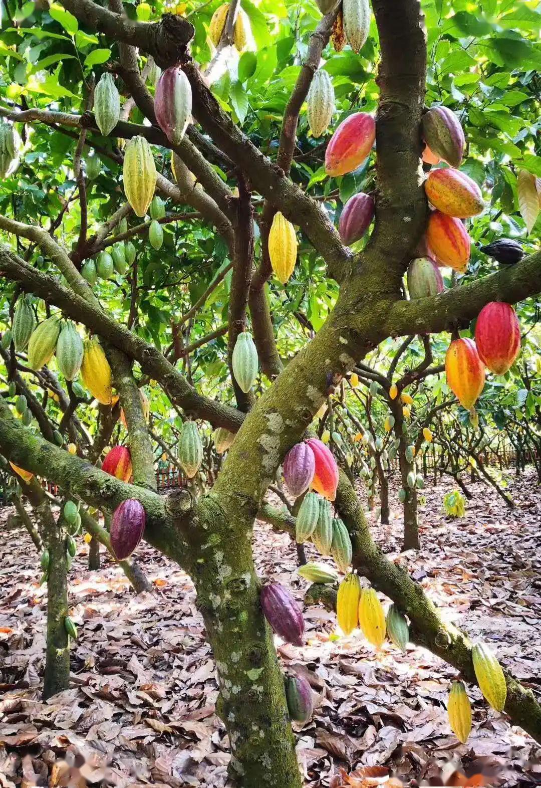 每年都说快吃不到它了,它到底长在哪里?_可可树