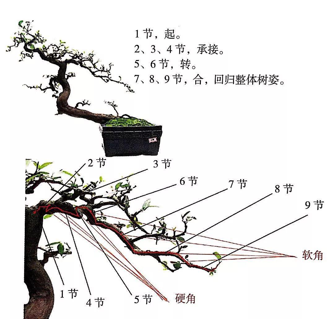 树桩盆景构思图解图片