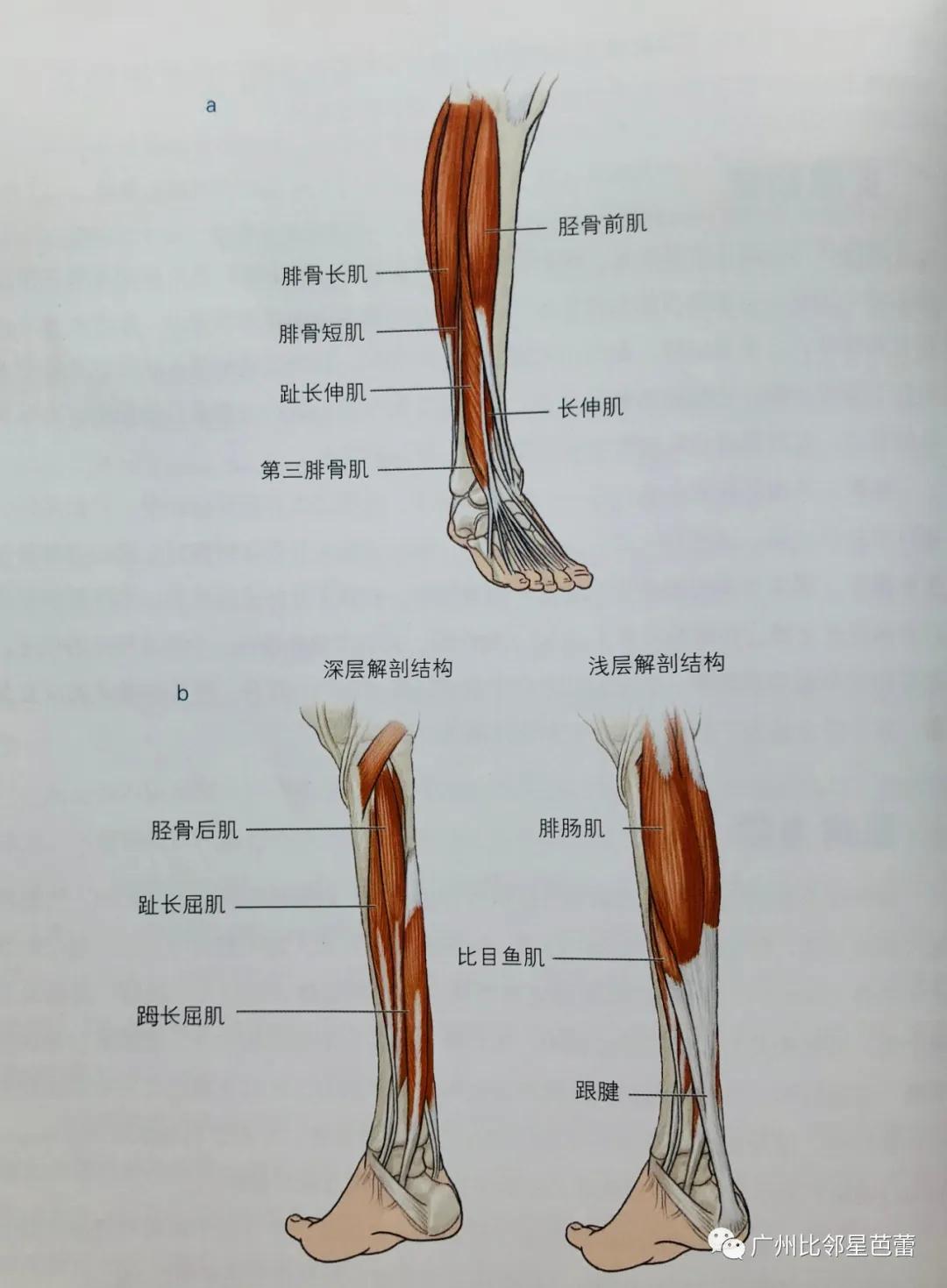 踝关节背屈肌肉图片