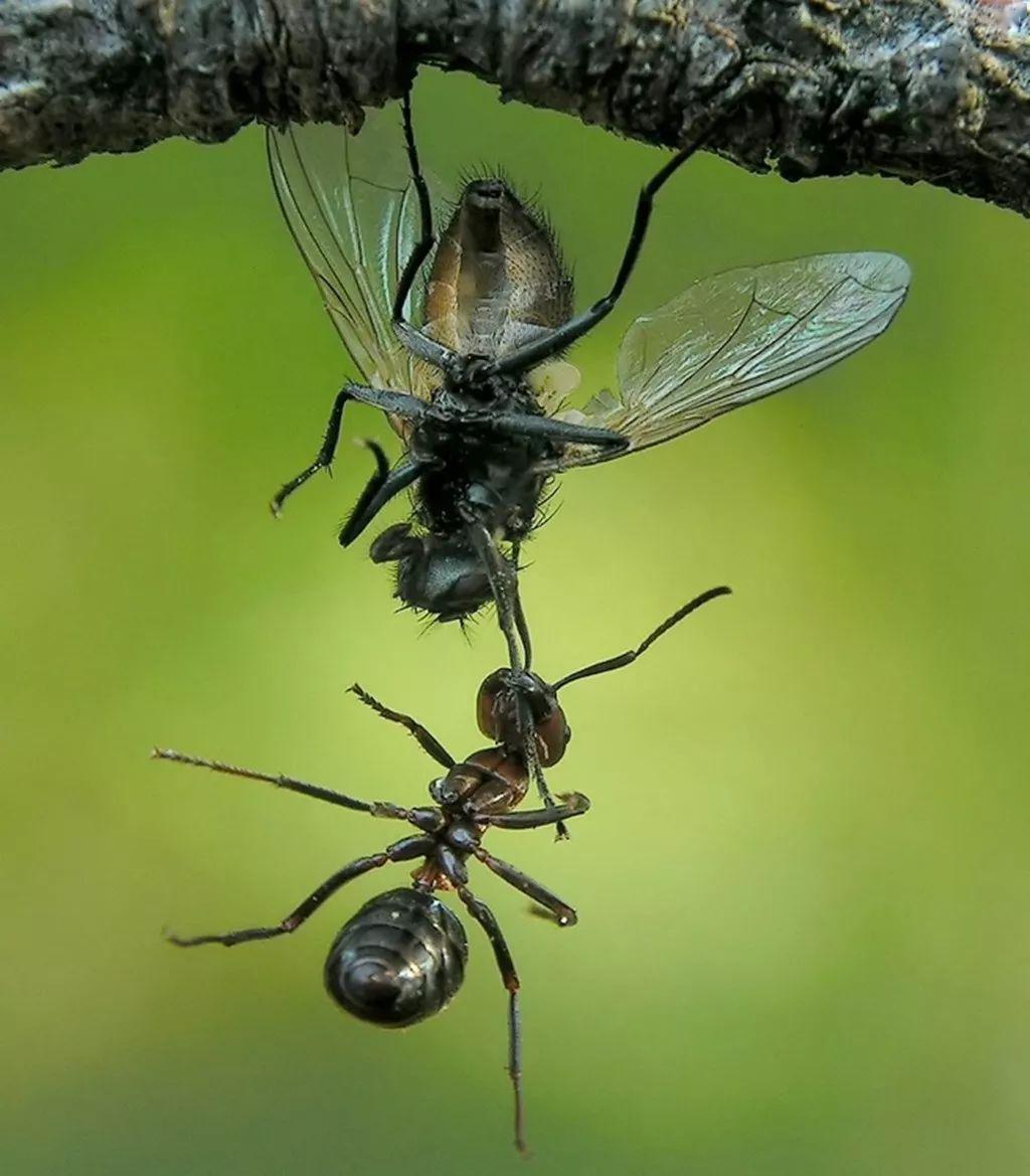 旅游摄影超级微距摄影作品优秀作品欣赏