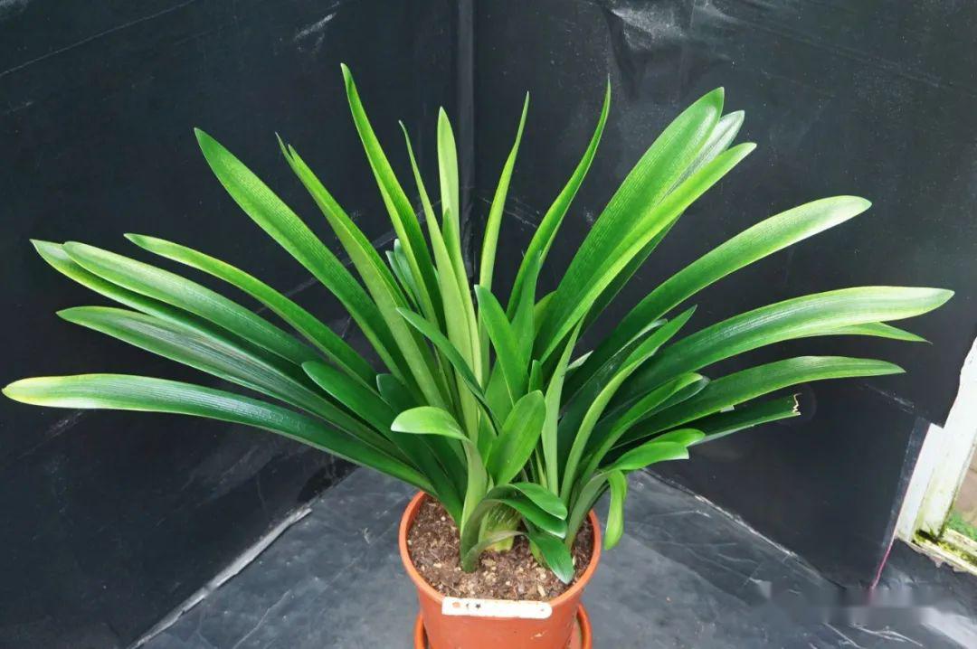 04.25】 【群兰】4棵_君子兰