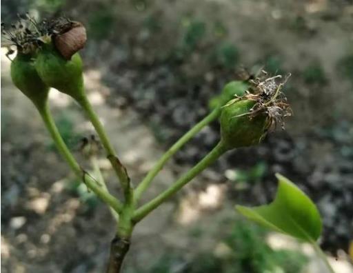 钢筋接头锁母a钢筋接头锁母厂家感叹4月21日果树冻害