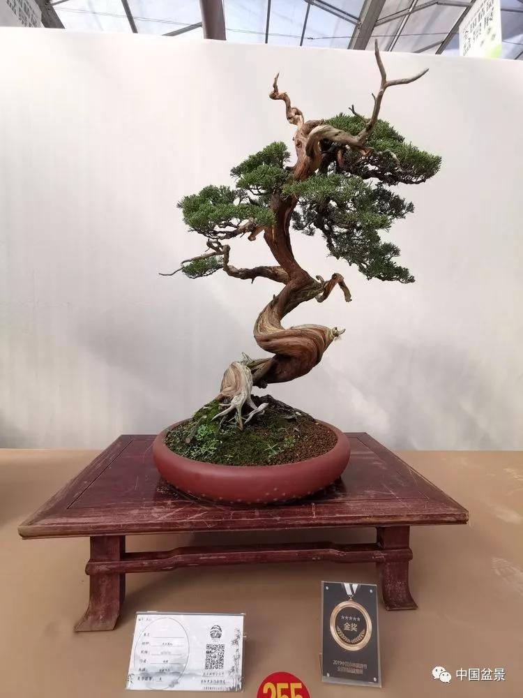 盆景蟠扎并不是造型的结束