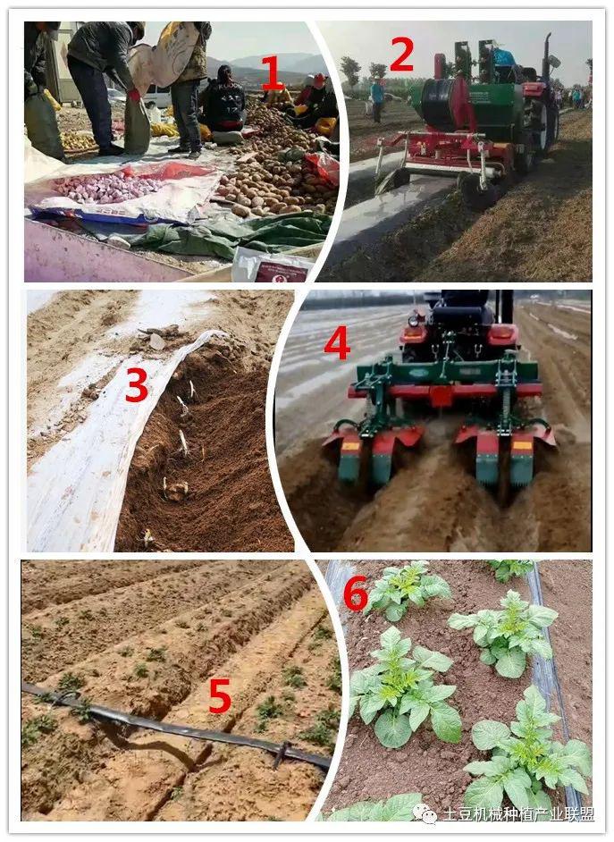 中国马铃薯贸易顺差或将扩大