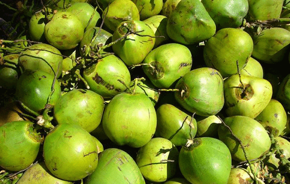 左拎右送推出丨夏季消暑水果"三剑客"_椰子