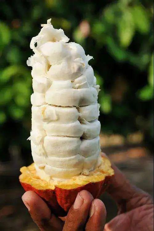 巧克巧蔻拿了一个刚从海南可可种植园采摘下的新鲜可可果,它的外层