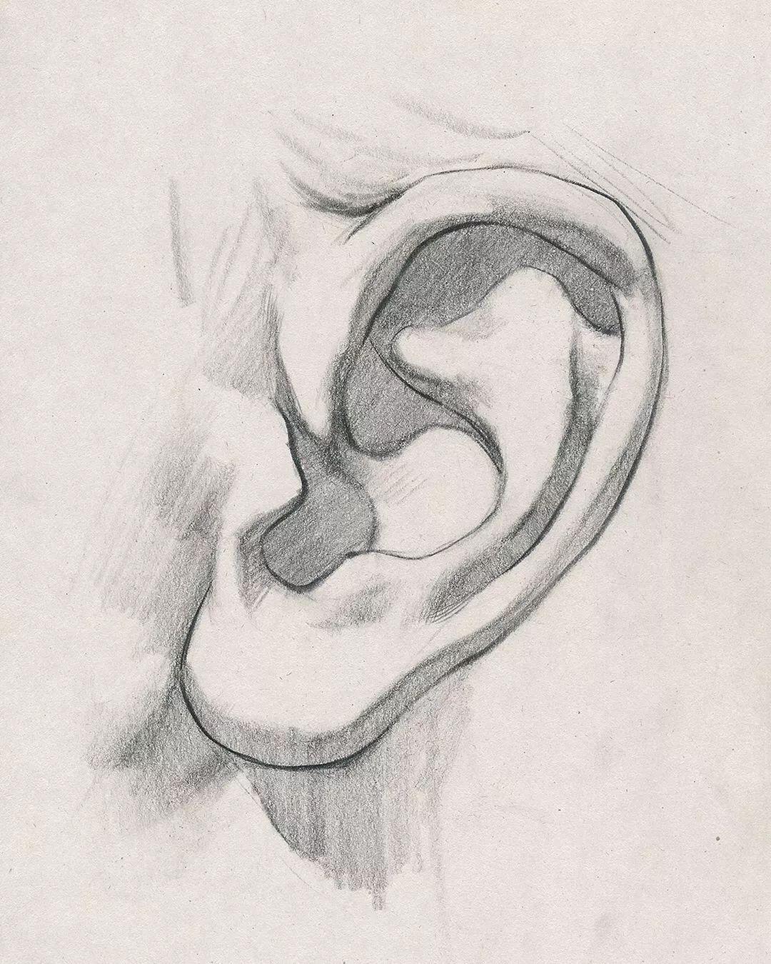 耳朵在五官中,也是占画面分数的百分之二十很多人都忽略了耳朵画素描