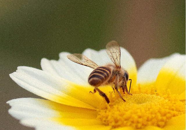 虚实对比在摄影中的运用