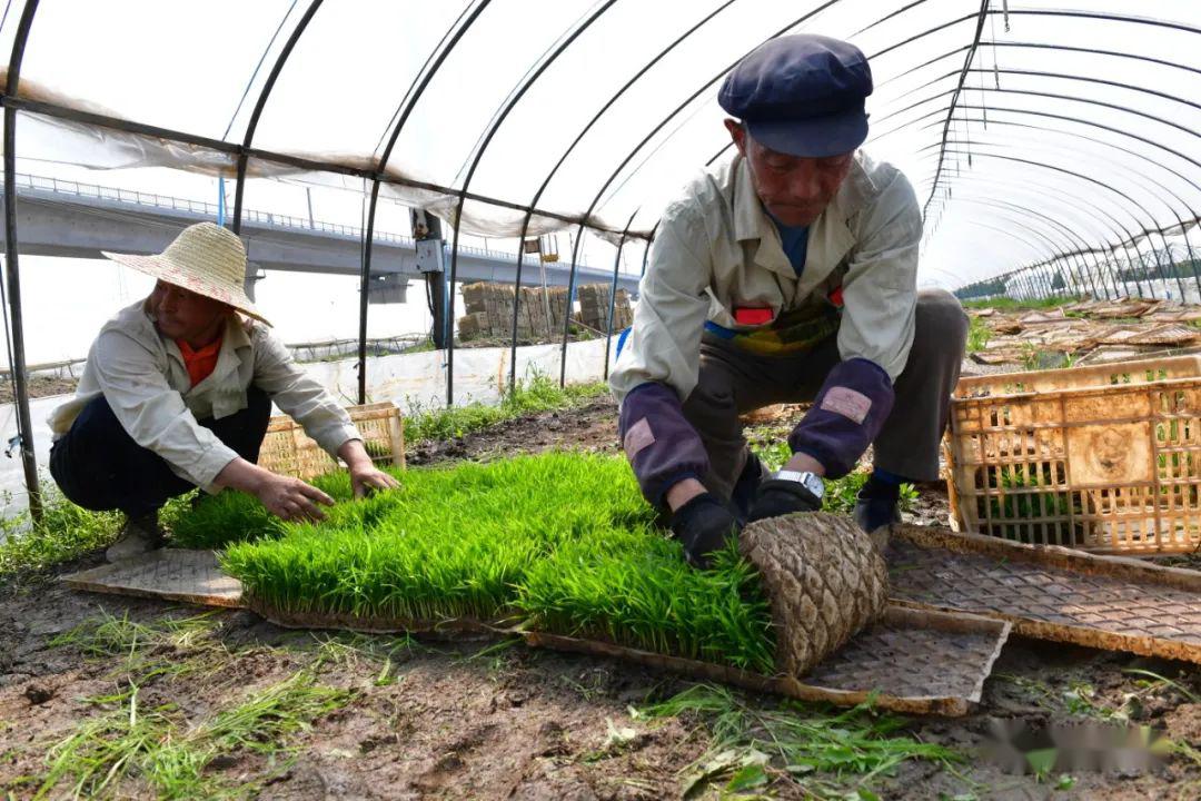 巢湖万亩再生稻秧苗移栽忙_育秧
