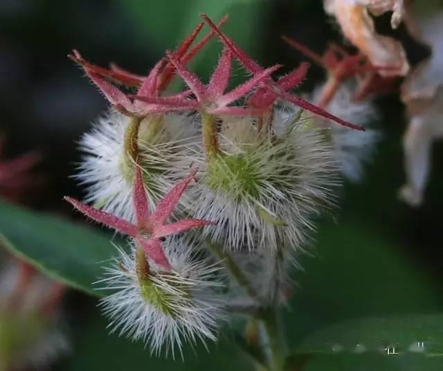 后花柱上更是满满毛毛茸茸的长刺待到秋天结了果实 就更是象刺猬猬实
