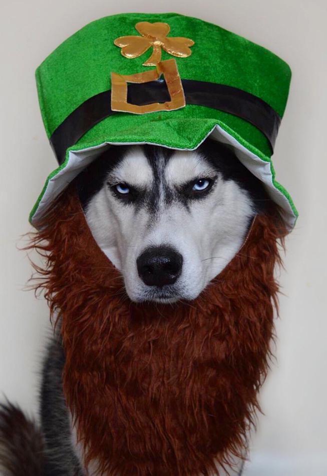 哈士奇小时候超萌但长大后妹子总感觉它要开口骂我