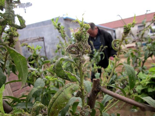 防治桃樹花椒上的抗性蚜蟲用這個新配方最長能管50天