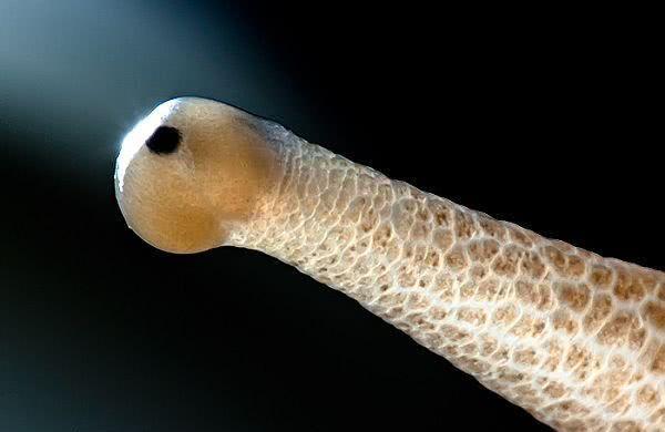 地球上最常见的软体动物,适应性极强,有相当重要的科学价值!_蜗牛