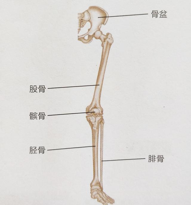 股骨胫骨腓骨位置图图片