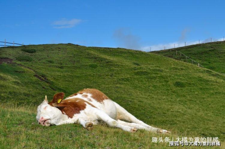 牛睡觉的姿势图片