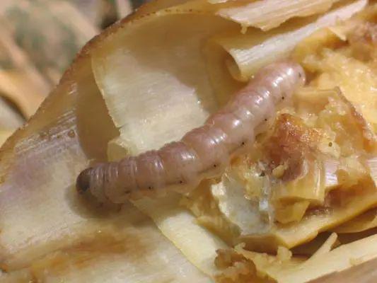 淡竹笋夜蛾竹笋禾夜蛾目前,以雷竹为主的食用竹笋已到留笋养竹期,覆盖