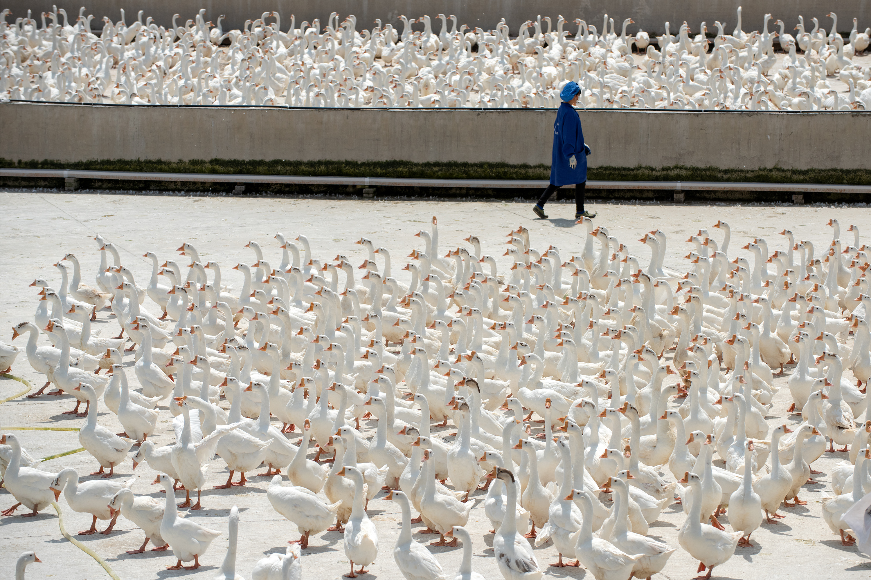 贵州锦屏:鹅产业助农增收_养殖