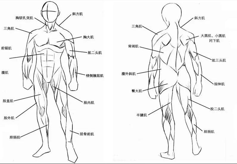 绘画技能干货人体躯干的绘画技巧一