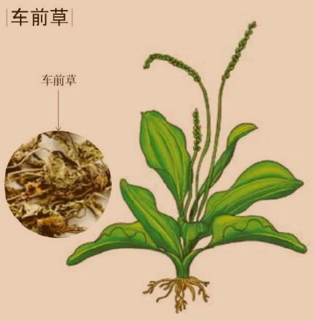 车前草的生长基本不限地域,分布广泛.