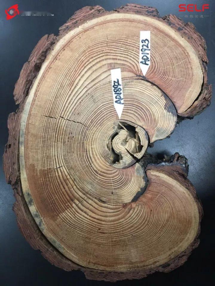 树木年轮中隐藏的历史
