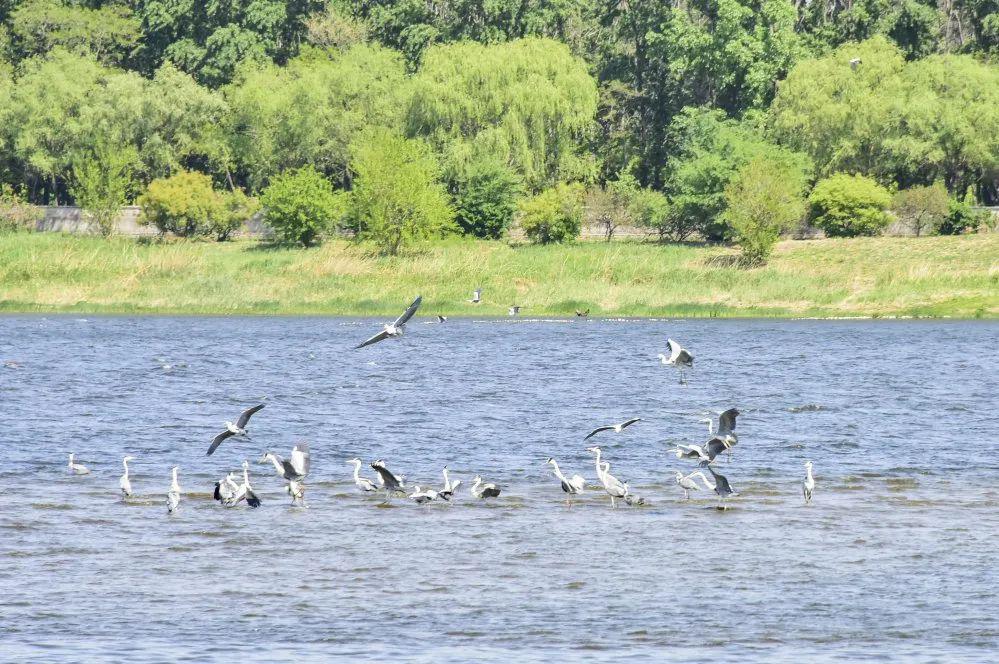 沙河这处湿地引来"百鸟云集"_水库