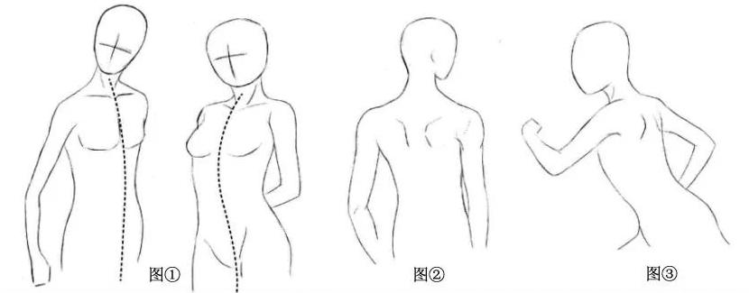 繪畫技能幹貨人體軀幹的繪畫技巧一