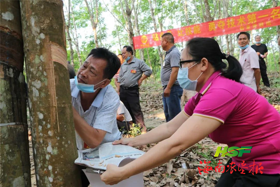 海南橡膠下屬基地分公司開展割膠技術比武活動