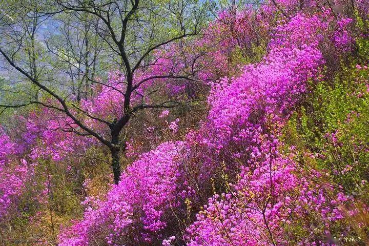 【近郊一天~5月1日】庄河歇马山:赏杜鹃,观奇山,膜拜让你脸红的