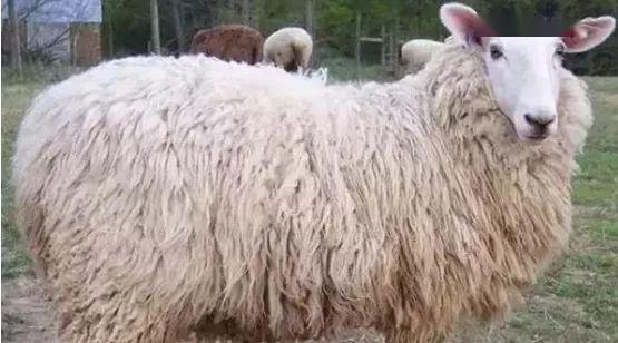 体躯长,背宽平,公,母羊均无角,鼻梁隆起,两耳竖立,头部及四肢无羊毛