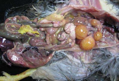 输卵管内有炎性分泌物,子宫粘膜水肿!