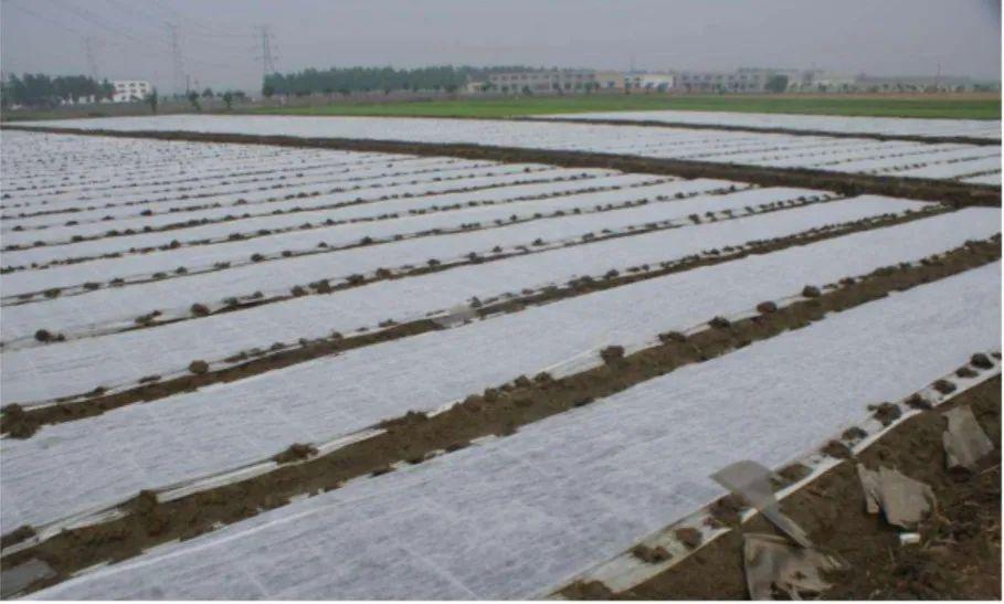 市场展望疯了江苏粳稻再创新高南粳高达158元斤2020年全省水稻育秧