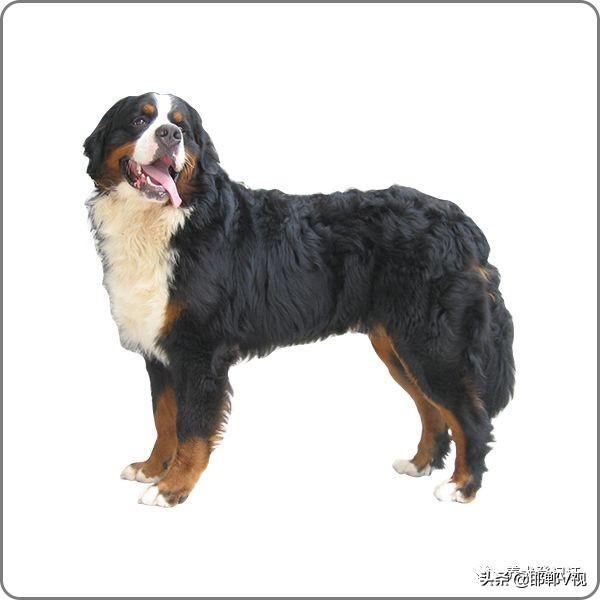 卡斯罗犬意大利纽波利顿犬英国马士提夫敖犬中华田园犬中亚牧羊犬养犬