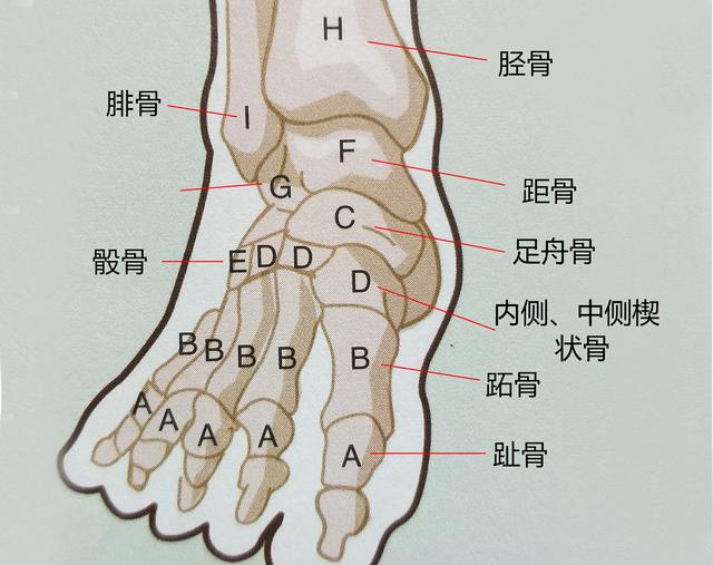 脚的各个部位名称关节图片