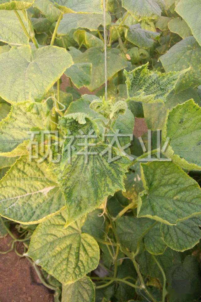 瓜类作物病毒病怎么治我们有绝招
