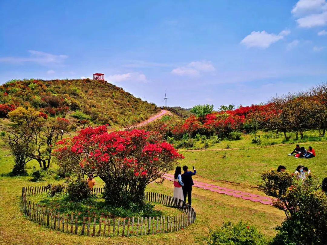 第五届八卦脑杜鹃花节开幕啦大好春光来石城约会吧