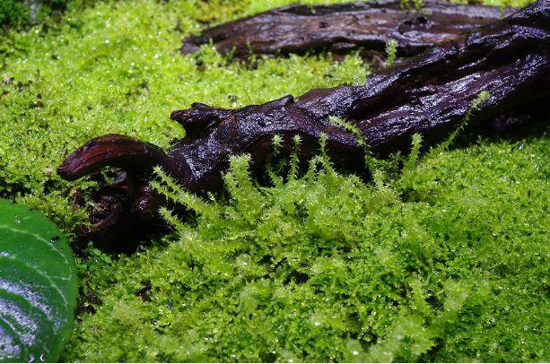 因为我觉得这两种方法都有比较重的人工痕迹,像这株,是在沉木上打孔