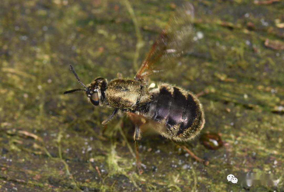 虫谱大观水虻科stratiomyidae