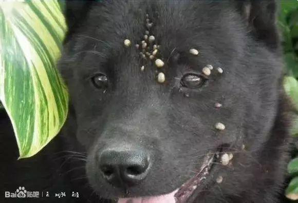 前几天有人说羊有寄生虫我来解释下