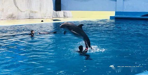 深海奇幻一日遊臨沂極地海洋世界臨沂動植物園