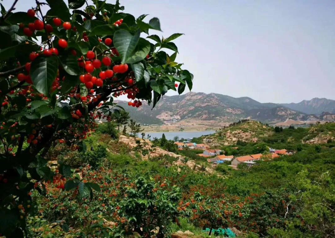 青岛人你们要的樱桃采摘攻略来了这15家采摘园一定要收好