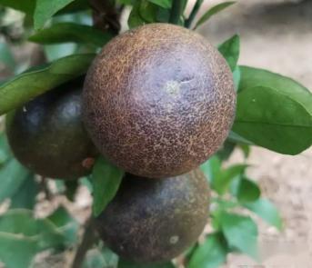 不要让好不容易保下来的果就这么被黑了